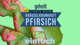 Sensation! Kräuselkrankheit bei Pfirsich so einfach zu besiegen!