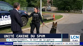 Unité canine du SPVM: plongez-vous dans l'univers de l'escouade