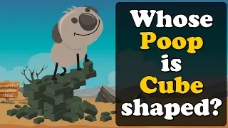 Whose Poop is Cube shaped? + more videos | #aumsum #kids #science #education #children