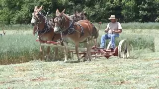 Mules Mow Hay in Tennessee