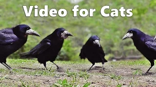 Videos for Cats to Watch Birds : Rooks, Jackdaws and Crows Extravaganza