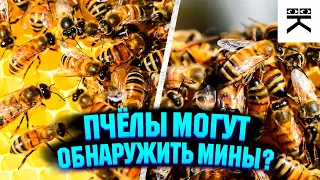 Пчёлы могут обнаружить мины?