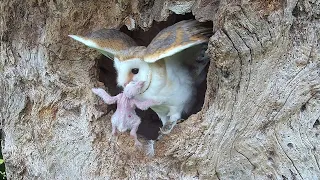 Barn Owl Chick Eats Its Sibling | Discover Wildlife | Robert E Fuller