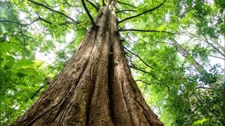 A Beautiful Tree for Roadways and large open areas      Dawn Redwood