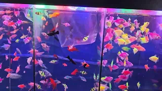 Продал анциструсов и купил два новых аквариума / I sold ancistruses and bought two new aquariums