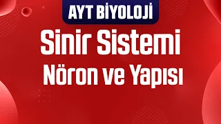 1) Sinir Sistemi : Nöron Yapısı ve Çeşitleri (AYT Biyoloji Kampı)