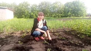 Посадка розсади помідорів у відкритий грунт