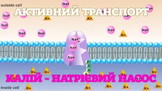 Активний транспорт. Калій-натрієвий насос. [RicochetScience]