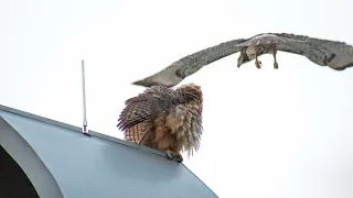 Great Horned Owl - Red Tailed Hawk Standoff