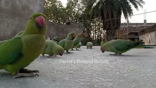 Bhaag Parrot Bhaagh🏃 | #Day 73 | #Parrots​​ Life | #Parrot​​'s Natural Beauty | 😍😍❤❤