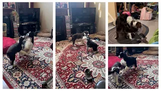 My Dogs Different Wrestling Styles| Ember The English Springer Spaniel