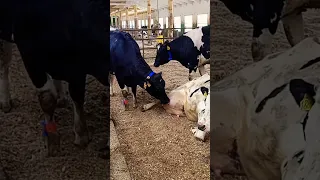 The cow drinks milk