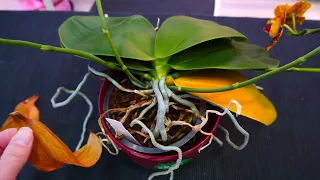 Why I NEVER cut yellow leaves on Orchids