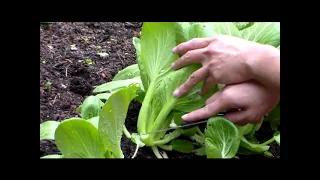 How to Harvest Bok Choy & Regrowing for More!