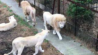 Теперь у вольера Леона посетители задерживаются надольше! Visitors stay longer at Leon's enclosure!