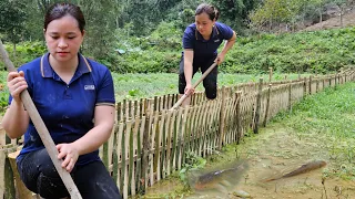 Build a fish pond edge with bamboo - daily life, live whit nature | Ly Thi Ca