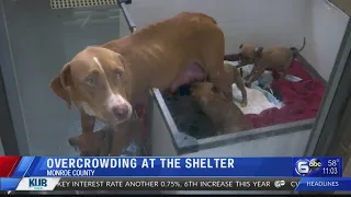 More than 200 animals on Monroe County Animal Shelter's waitlist
