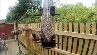 Bullfinch on my Feeder in my Telford Garden