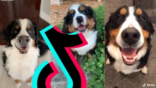 Most Amazing Bernese Mountain Dog TikTok Compilation | Dogs Of TikTok