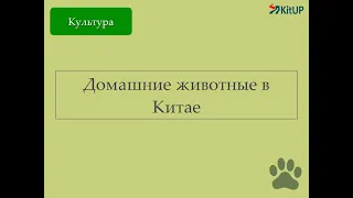 Домашние животные в Китае | Страноведение