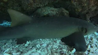 3 Nurse shark dive! Pt.1 5.19.24 Marker 32 dive site