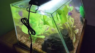 Top Fin Angled View Aquarium Initial Setup And Thoughts