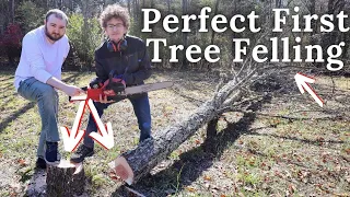 Wow, They Fell This Tree Perfectly | Teaching our Boys how to Fell a Tree