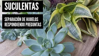 SUCULENTAS: Separación de hijuelos - Respondiendo preguntas