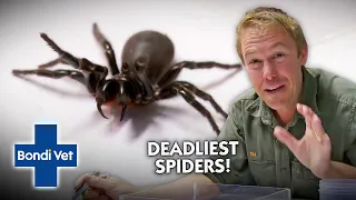 Up Close & Personal with Australia's DEADLIEST Spiders | Full Episode | The Wildlife of Tim Faulkner