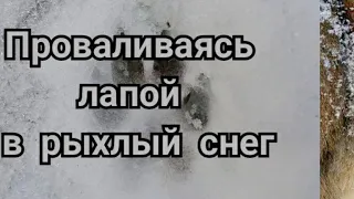 И зверя нет страшней,чем ЧЕЛОВЕК!!!