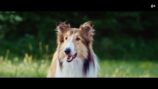 Лесси. Возвращение домой / Lassie Come Home (2020) второй дублированный трейлер HD