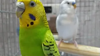 Lindo casal de periquito cantando muito. Para animar. Budgie sounds. parakeet. Wellensittich singen