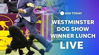 Watch live: Westminster Dog Show winner receives posh lunch