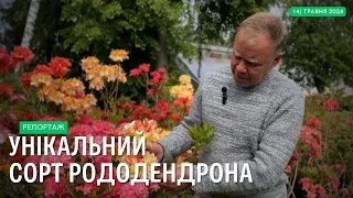 Новий  в Україні сорт рододендрона  на Прилуцькій дослідній станції