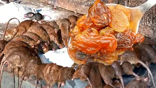 Rats and mice disappear in 2 minutes without poison or traps forever! +5 recipes