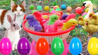 Catch Cute Chickens, Colorful Chickens, Rainbow Chicken, Rabbits, Cute Cats,Ducks,Animals Cute #66