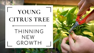 Thinning new growth on a young citrus tree