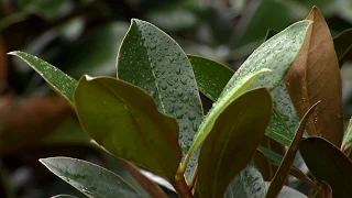 Super Plant, Little Gem magnolia, has advantages over other magnolias