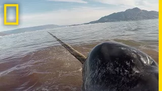 Heart Monitors on Narwhals Reveal Dangers of Human Encounters | National Geographic