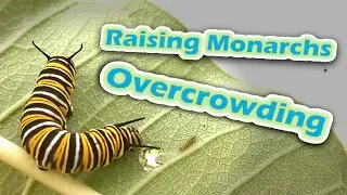 Raising Monarchs - Overcrowding (Help The Monarch Butterfly)