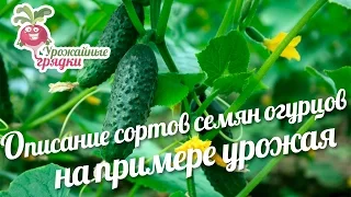 Описание сортов семян огурцов на примере урожая #urozhainye_gryadki