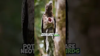 Masters of Camouflage: The Fascinating Life of Potoo Birds