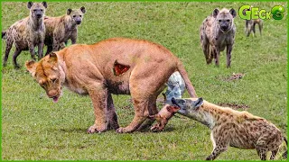 Nightmare Of Lion Cubs! Hyenas Attack Newborn Lion Cubs In Their Territory | Hyenas vs Lion