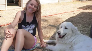 Watch this if you want a GREAT PYRENEES