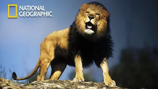 Rise of Luangwa Lion Pride Africa EP1 | Nat Geo Wild 2023 Full HD