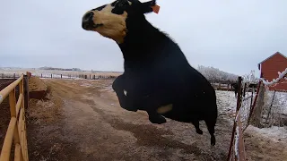 Crazy Cow Destroys Gate