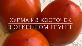 Хурма Из Косточек . Посадка в открытый грунт.