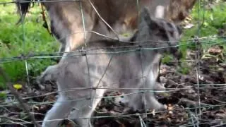 Baby goat walking for the 1st time