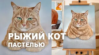 РЫЖИЙ КОТ СИМБА ПАСТЕЛЬЮ