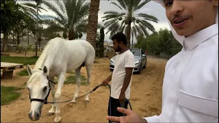 ابوي اشترى لي حصان هدية 🐎🔥!!